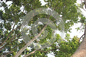 Lush Green Tree Canopy from Below Against a Bright Sky