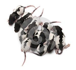 High angle view of a group of Fancy rats babies