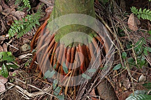 High angle view of growing roots of an Areca nut palm tree with the surrounding