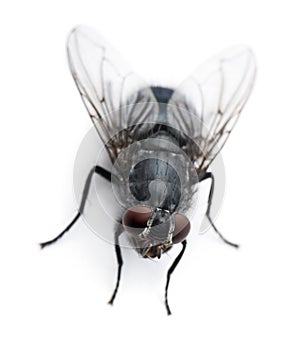 High angle view of Housefly, Musca domestica photo