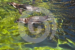 High angle view of Humboldt penguins (Spheniscus Humboldt) swimming in a pond