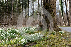 High angle view of illuminated forest floor with white snowdrops and tree trunk in spring