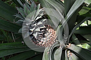 High angle view of an immature pineapple fruit growing on a plant