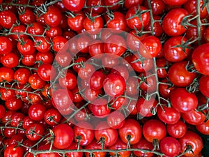 High angle view on isolated countless red ripe raw cherry tomatoes