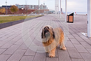 High angle view of large handsome adult tawny Briard dog looking up with head cocked