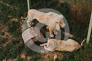 high angle view of laying lioness and lion standing near on grass