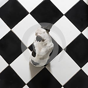 High angle view of a little cute black and white French bulldog with sitting on black and white checkered floor