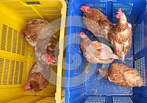 High angle view of live chicken for sale