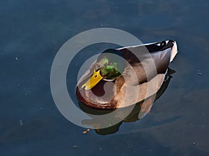 High angle view of male dabbling mallard duck with beautiful green shimmering head, yellow beak and brown plumage in pond.