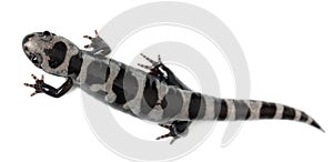High angle view of Marbled Salamander