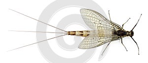 High angle view of Mayfly, Ephemera danica