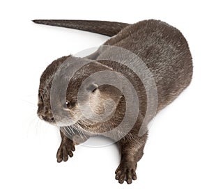 High angle view of Oriental small-clawed otter