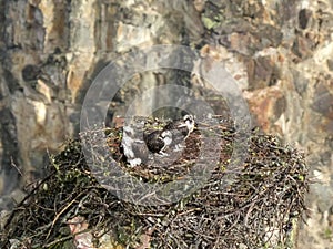 High angle view of osprey chicks at artist point in yellowstone