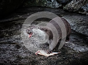 high angle view of otter on rock