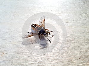 High angle view of pale giant horse fly on wood