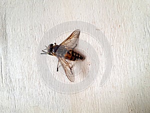 High angle view of pale giant horse fly on wood