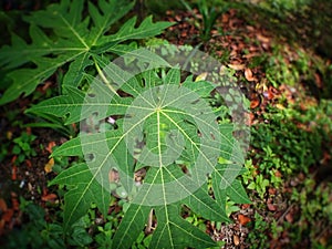 pappaya leaves