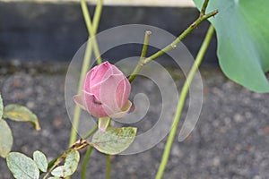 High angle view of a pink Lotus flower bud ready to bloom in a pond in the garden