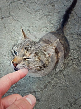 High angle view of playful cute cat biting his master finger while playing outdoors. Stray kitten full length portrait, sneaky