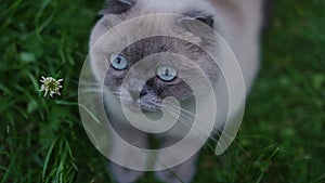 High angle view portrait of curious adorable Birman cat looking around with light blue eyes sitting on green grass on