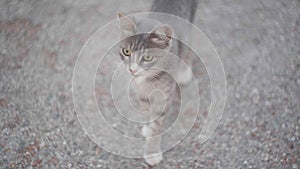 High angle view portrait of gray cat looking around standing outdoors. Curious domestic pet on backyard.