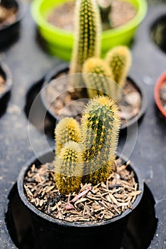 High angle view of a potted cactus with defocus background.