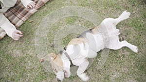 High angle view of relaxed young beagle lying on green grass with woman feeding dog with acorn. Happy relaxed domestic