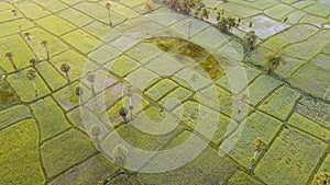 High angle view of rice fields in the morning from a drone