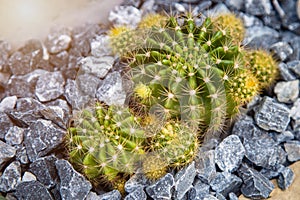 High angle view round cactus growing on the ground covering by scree grit