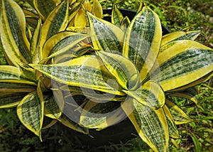 High angle view of Sansiviera hani gold flower