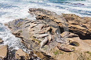 High Angle View of Sea lion Lying on Rocks