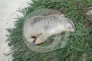 High-angle view of a Sea lion peacefully sleeping on a patch of grass