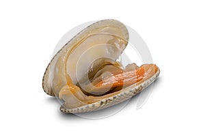 High angle view of single opened clam on white background