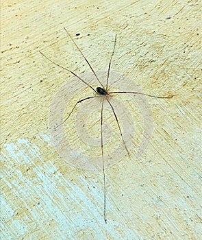 High angle view on the small spider with a very long legs sitting on the wall