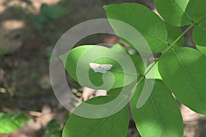 High angle view of a small white moth on the leaf surface of a quick stick plant