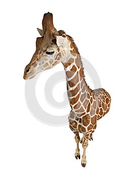 High angle view of Somali Giraffe