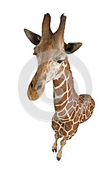 High angle view of Somali Giraffe