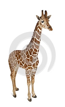 High angle view of Somali Giraffe, commonly known as Reticulated