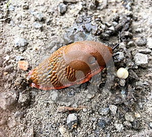 High angle view of a spanish slug Arion vulgaris