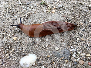 High angle view of a spanish slug Arion vulgaris