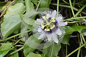 High angle view of the stamens of a Passion fruit flower