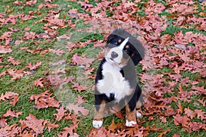 High angle view of three-month old Bernese Mountain Dog looking up with head cocked