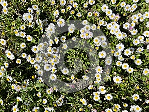 High angle view of tiny white daisy flowers