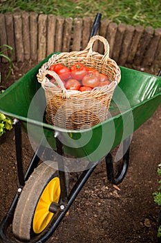 High angle view of tomatoes basket in wheelbarrow at garden