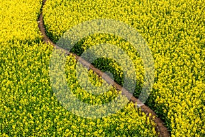 High angle view of a trail through mustard flowers fields