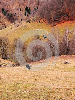 High angle view of the trees with colorful leaves in the forest on a fall day near Fundata, Romania