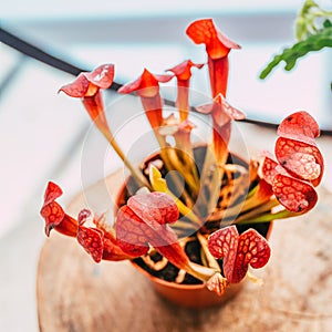 High-angle view of Trumpet pitchers planted in a flowerpot