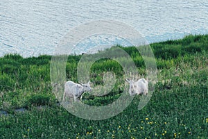 High-angle view of two Katahdin sheep in the grass by the water