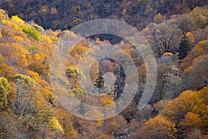 High angle view of vibrant autumn colors in the Blue Ridge Mountains of North Carolina, USA