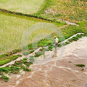 High angle view on a worker in a green rice field, Hainan, China
